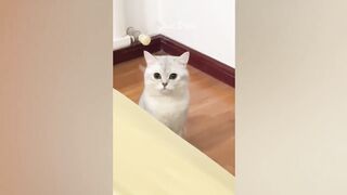 Funny cats moments Part 2