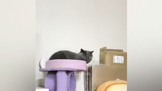 Cute baby kitten Finn videos part 3