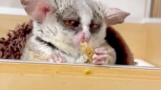 Master Yoda has breakfast