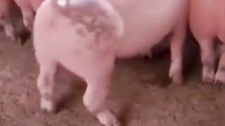 Os bichos mais engraçados!