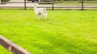 Funny Happy Animals Compilation