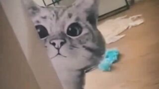 Funny pets