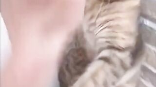 Funny cats???? Don t try to holde back