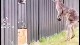 Animals cute