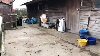 Flayanh