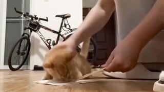 FUNNY PETS 2
