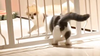 FUNNY PETS 4