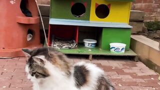 Funny Animals Videos / Funny Cats Videos