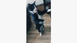 Cat & Dog funny tiktok