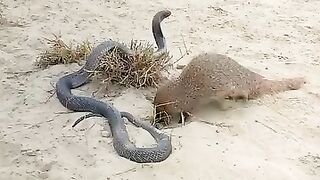The snake fights with