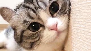 Cute Kitty 5