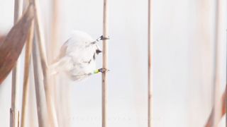 BIRD-Azure tit birds in the winter reed beds.