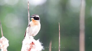 Bird sounds. Whinchat chirping in spring.