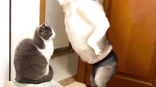 Funnyclips, wait for cat reaction