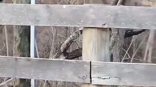 Tom and Jerry in real life