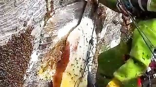 How to get honey ???????? tested positive to amazing and nutrition information