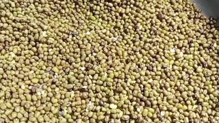 Green (Sabot) Moong Dal Halwa recipe | #shorts #viral#halwa