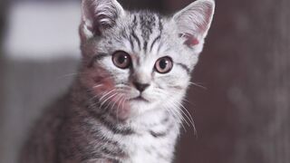 animal cat