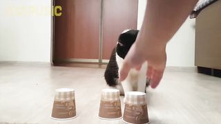 Cat plays SHELL GAME