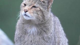 Mountain cat