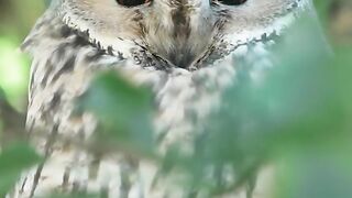 Mistic owl
