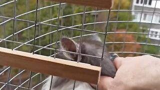 FUNNY CATS#4