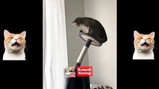 cat funny cute