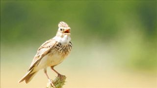 BIRD-Ciocarlie de camp cantand, Singing Skylark, Alauda arvensis song