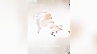 Animaux drôle 4