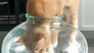 FUNNYCATS#5
