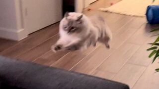 Funny animals - Funny cats and dogs Funny animal videos 2024