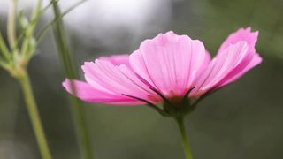Bloom blossom close colorful floral garden nature plant spring wind