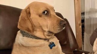When Dogs Go On A Rampage!! FUNNIEST Dogs