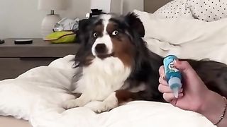 The dog got ready to brush his teeth