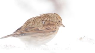BIRD- Skylark bird in blizzard.