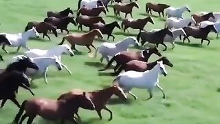 Pradaria repleta de cavalos selvagens