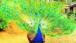 ماشاءاللہ زبردست