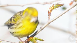 Bird sounds European serin chirping and singing in the spring