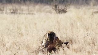 Honey Badger Shows The Leopard Who's The Boss