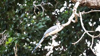 BIRD-Aves de México