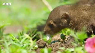 Mongoose Vs. Cobra _ Smithsonian Channel. 2