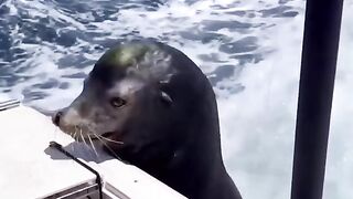 Funny Seal Viral Video 2