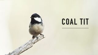 BIRD-Coal Tit