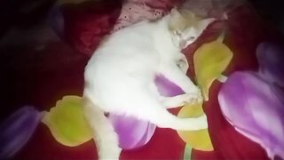 My cat sleeps on a mattress complete with a bolster pillow