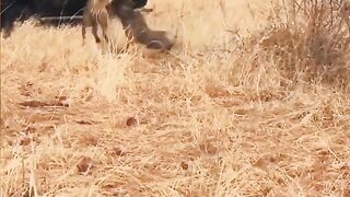 Tiger Attacks Wild Boar