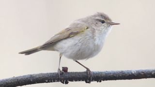 Bird sounds. Chiffchaff chirping in spring