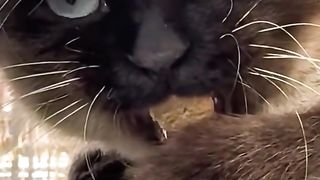 Calming the angry cat