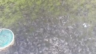 Saatnya menghibur diri sendiri dengan cara memberi makan larva lele, pelepas lelah