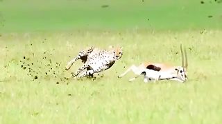 Survival Hinges on Maximum Speed