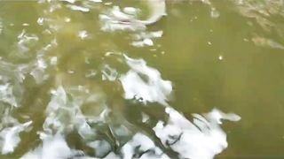 Kenapa harga ikan lele tidak naik signifikan, karena pakan alternatif untuk lele itu banyak, pembeli juga tau ????